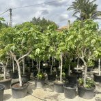 Figovník (Ficus carica) ´BROWN TURKEY´ - výška 300-350 cm, obvod kmeňa: 16/18 cm, kont. C70L (-20°C)